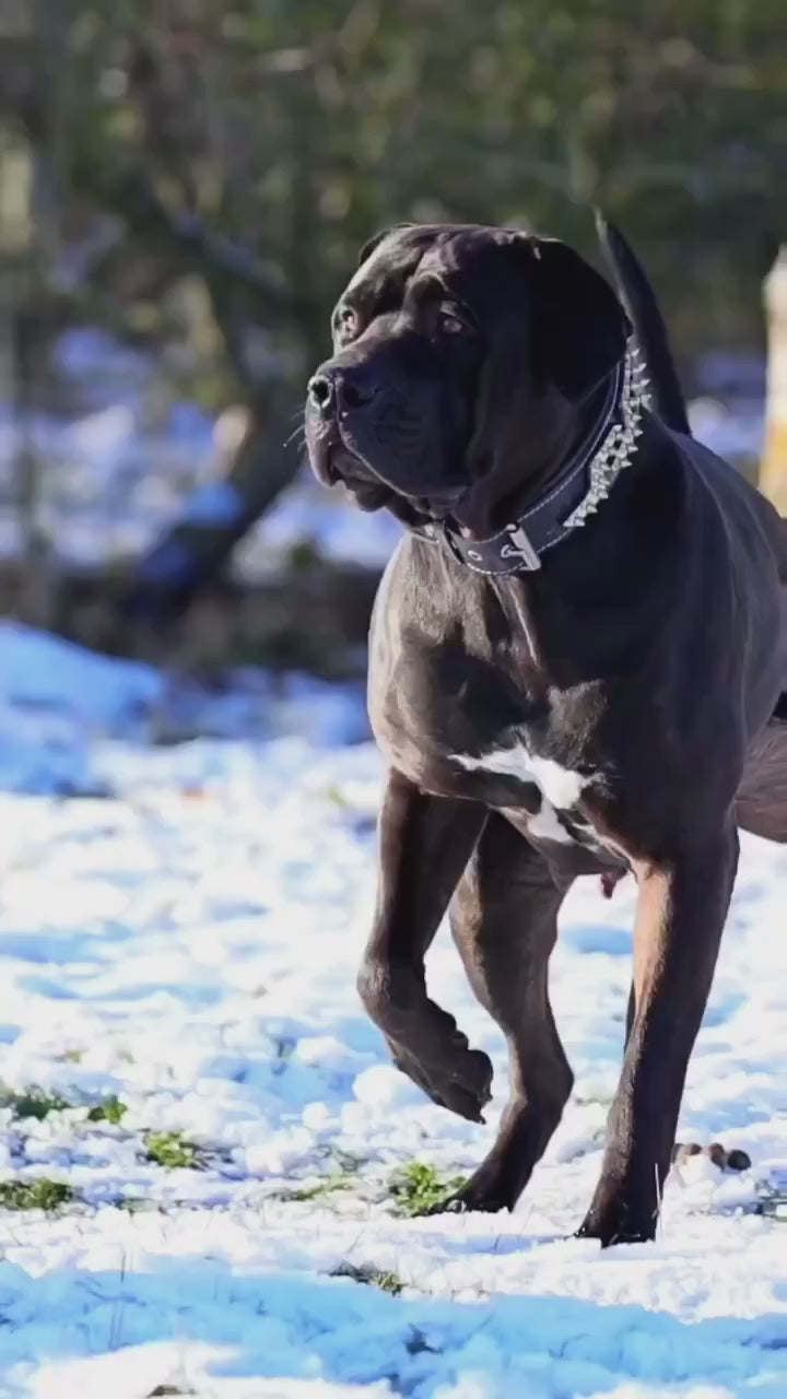 The ''Platinum'' collar